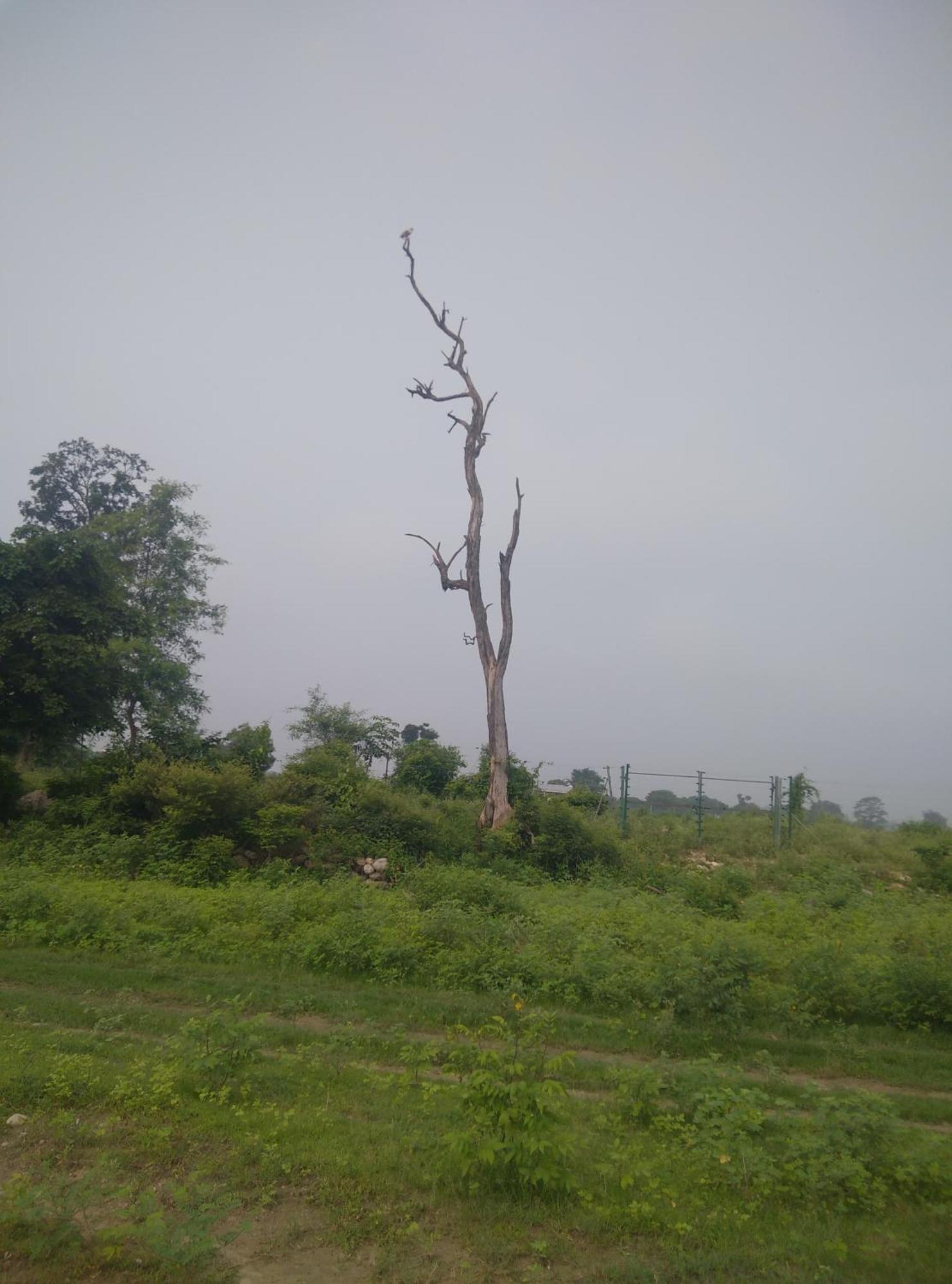 Corbett Bhavesh Home Stay Jhirna الغرفة الصورة